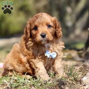 Athens, Cavapoo Puppy